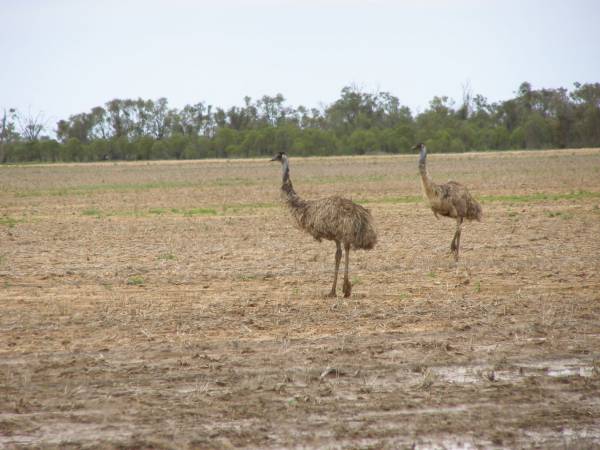 Emus,  | between St George and Dirranbandi,  | Queensland  | 