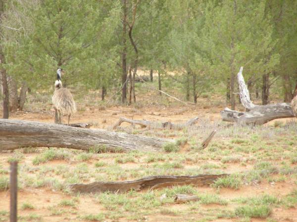 Emu,  | between St George and Dirranbandi,  | Queensland  | 