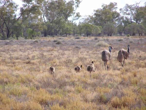 Emus and chicks,  | between Lightning Ridge and Walgett,  | New South Wales  | 