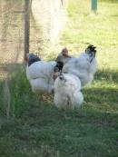 Chickens at the historic Riverside Motel, formerly Telegraph Hotel, Bourke, New South Wales 