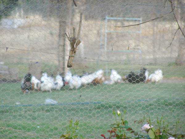 Chickens at the historic Riverside Motel,  | formerly Telegraph Hotel,  | Bourke, New South Wales  | 