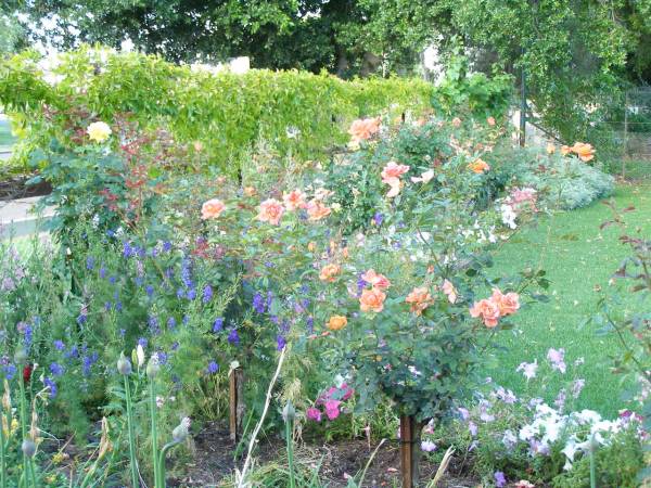 Gardens at the historic Riverside Motel,  | formerly Telegraph Hotel,  | Bourke, New South Wales  | 