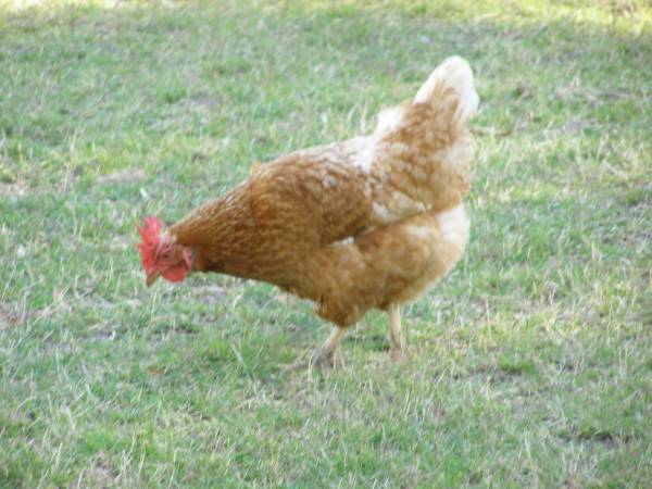 Chickens at the historic Riverside Motel,  | formerly Telegraph Hotel,  | Bourke, New South Wales  | 