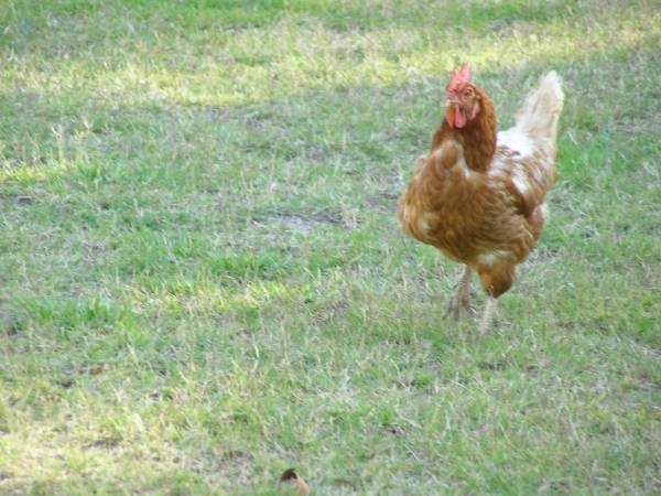 Chickens at the historic Riverside Motel,  | formerly Telegraph Hotel,  | Bourke, New South Wales  | 