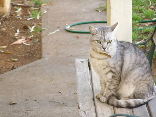 Cat at the historic Riverside Motel,  | formerly Telegraph Hotel,  | Bourke, New South Wales  | 