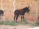 Donkeys, Silverton, New South Wales 