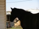 Horse at Historic Day Dream Mine, near Silverton, New South Wales 