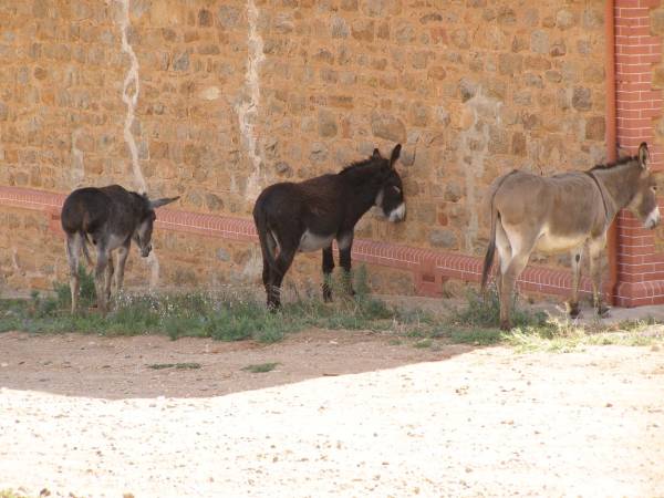 Donkeys, Silverton, New South Wales  | 