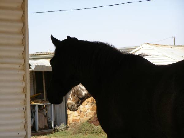 Horse at Historic Day Dream Mine,  | near Silverton, New South Wales  | 