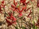Kangaroo paw growing at Whyalla Marime Museum, Whyalla, South Australia 
