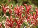 Kangaroo paw growing at Whyalla Marime Museum, Whyalla, South Australia 