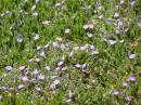 Little blue/purple flowers growing at Whyalla Marime Museum, Whyalla, South Australia 