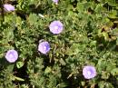 Little blue/purple flowers growing at Whyalla Marime Museum, Whyalla, South Australia 