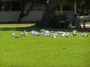 Seagulls, Port Neill, Eyre Peninsula, South Australia 