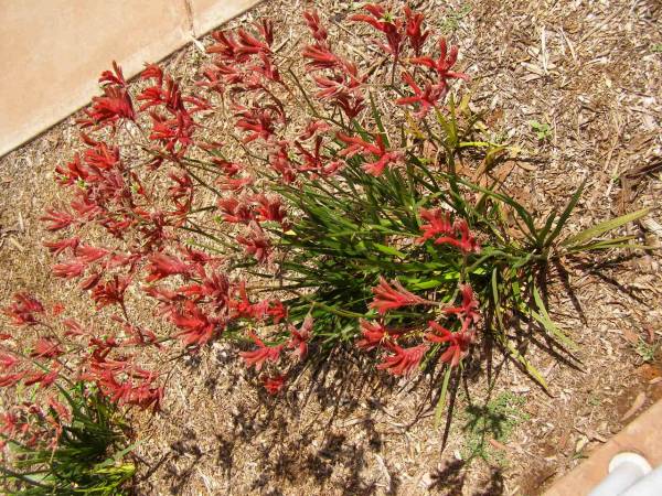 Kangaroo paw growing at Whyalla Marime Museum,  | Whyalla, South Australia  | 
