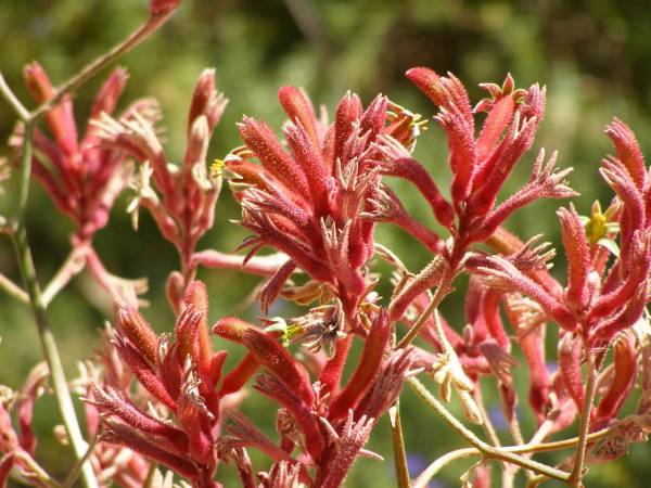 Kangaroo paw growing at Whyalla Marime Museum,  | Whyalla, South Australia  | 