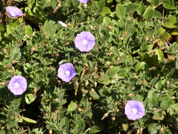 Little blue/purple flowers  | growing at Whyalla Marime Museum,  | Whyalla, South Australia  | 