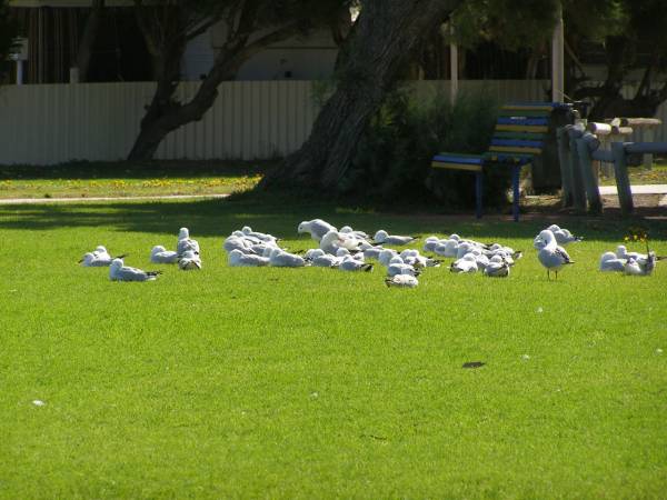 Seagulls,  | Port Neill,  | Eyre Peninsula,  | South Australia  | 