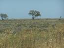 The not-so-treeless Nullarbor Plain, between Nullarbor township and Border Village, Eyre Highway, South Australia 