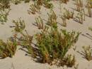 Plants in the sand dunes, Eucla willage, Nullarbor Plain, Eyre Highway, Western Australia 