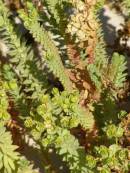 Plants in the sand dunes, Eucla willage, Nullarbor Plain, Eyre Highway, Western Australia 