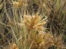 Plants in the sand dunes, Eucla willage, Nullarbor Plain, Eyre Highway, Western Australia 