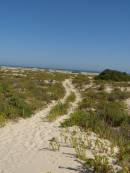 The sand dunes, Eucla willage, Nullarbor Plain, Eyre Highway, Western Australia 