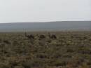 Emus near Eucla willage, Nullarbor Plain, Eyre Highway, Western Australia 