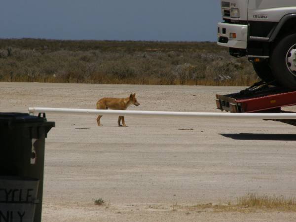 Dingo at the township of Nullarbor,  | Eyre Highway,  | South Australia  | 