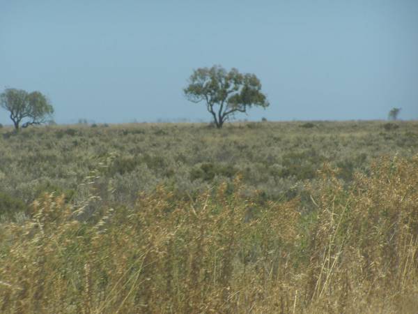 The not-so-treeless Nullarbor Plain,  | between Nullarbor township and Border Village,  | Eyre Highway,  | South Australia  | 