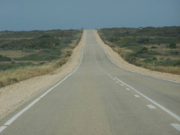 The not-so-treeless Nullarbor Plain,  | between Nullarbor township and Border Village,  | Eyre Highway,  | South Australia  | 