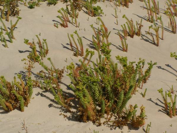 Plants in the sand dunes,  | Eucla willage,  | Nullarbor Plain,  | Eyre Highway,  | Western Australia  | 