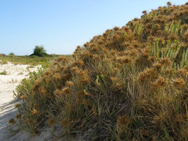 Plants in the sand dunes,  | Eucla willage,  | Nullarbor Plain,  | Eyre Highway,  | Western Australia  | 