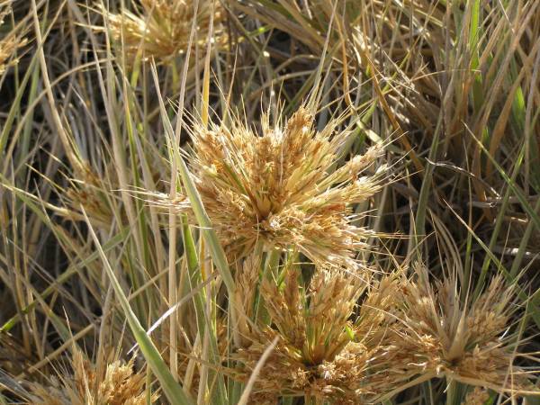 Plants in the sand dunes,  | Eucla willage,  | Nullarbor Plain,  | Eyre Highway,  | Western Australia  | 