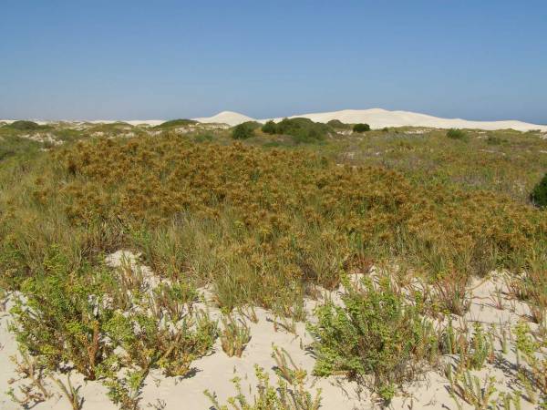 The sand dunes,  | Eucla willage,  | Nullarbor Plain,  | Eyre Highway,  | Western Australia  | 
