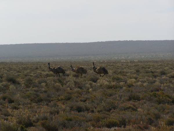 Emus near  | Eucla willage,  | Nullarbor Plain,  | Eyre Highway,  | Western Australia  | 