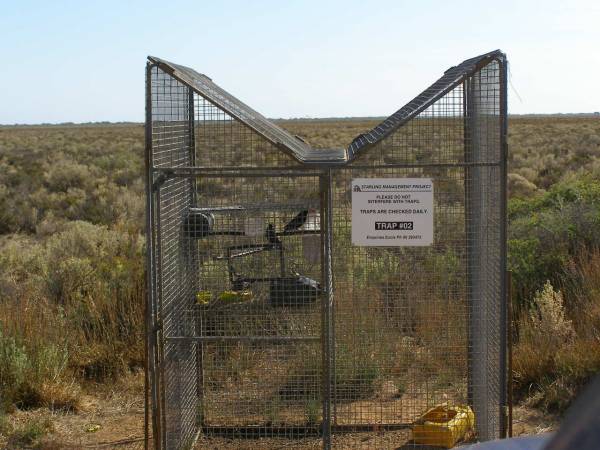 Eucla international (!) airport also has  | a starling trap,  | Nullarbor Plain,  | Eyre Highway,  | Western Australia  | 