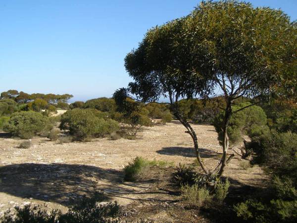 Eucla,  | Nullarbor Plain,  | Eyre Highway,  | Western Australia  | 