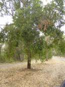 King's Park, Perth, Western Australia 