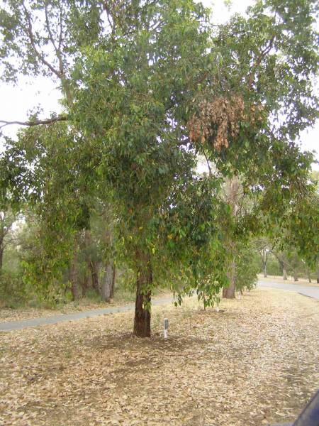 King's Park,  | Perth,  | Western Australia  | 