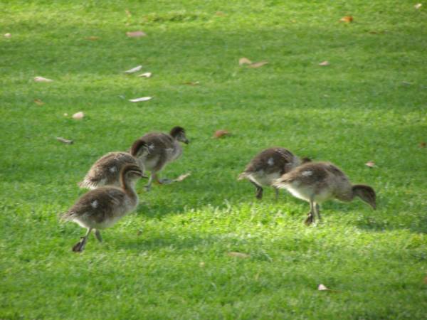 Ducks at the dinosaur park,  | King's Park,  | Perth,  | Western Australia  | 