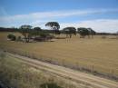 Wheat farming, Western Australia, taken from the Indian Pacific 