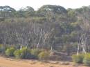 Bushland, Western Australia, taken from the Indian Pacific 