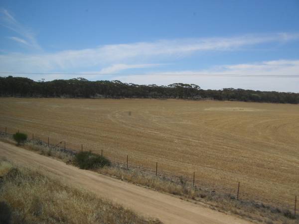 Wheat farming, Western Australia,  | taken from the Indian Pacific  | 
