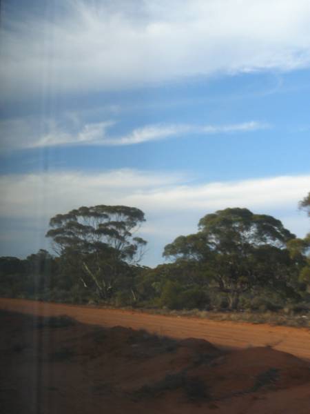 Bushland, Western Australia,  | taken from the Indian Pacific  | 