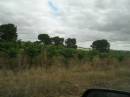Vineyards, Barossa Valley, South Australia 