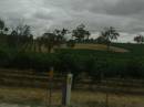 Vineyards, Barossa Valley, South Australia 
