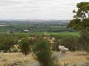 View from Menglers Hill lookout, Barossa Valley, South Australia 