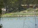Weir on the Murray River, Blanchetown, South Australia 