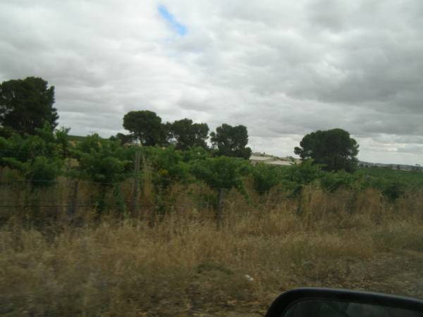 Vineyards,  | Barossa Valley,  | South Australia  | 